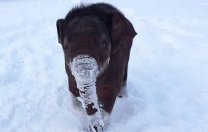 Elefant i snö för gåtor för barn