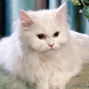 Persisk katt
