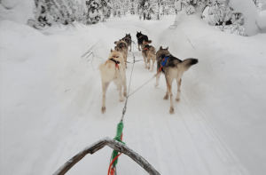 hundar dragandes en kälke i snö