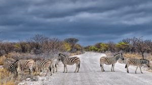 zebror på landsväg